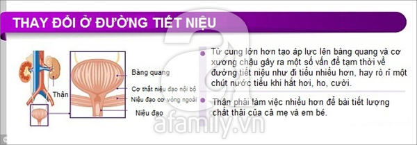 Thay đổi của cơ thể khi mang thai 9